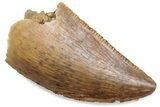 Serrated Raptor Tooth - Real Dinosaur Tooth #376408-1
